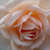 Fehér - Nosztalgia rózsa - Martine Guillot